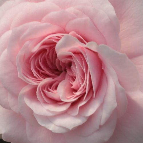 Trandafiri online - trandafir acoperitor - roz - alb - Rosa Zemplén - fără parfum - Márk Gergely - ,-
